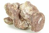 Articulated Triassic Phytosaur Vertebrae Fossils - New Mexico #367574-1